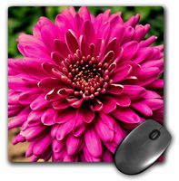 3dRose LLC 8 x 8 x 0.25 Inches Mouse Pad, Pink Jenna Dahlia Flower (mp_28692_1)