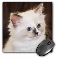 Purebred Rag Doll Cat - NA02 PWO0044 - PiperAnne Worcester - Mouse Pad, 8 by 8 inches (mp_140299_1)