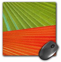 3dRose LLC 8 x 8 x 0.25 Inches Mouse Pad, Green Orange Palm Leaves (mp_20646_1)