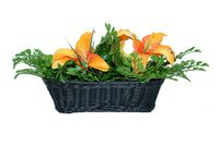 Mini Gadgets Bush Baby IP Fern Camera