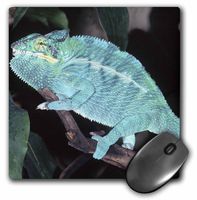 3dRose LLC 8 x 8 x 0.25 Nosy Be Blue Phase Panther Chameleon Lizard David Northcott Mouse Pad (mp_83872_1)