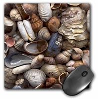 3dRose LLC 8 x 8 x 0.25 Inches Mouse Pad, Sea Shells (mp_4381_1)