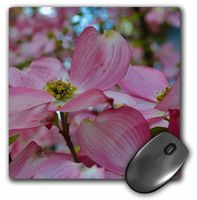 3dRose LLC 8 x 8 x 0.25 Inches Mouse Pad, Pink Dogwood Flowering Tree (mp_44712_1)