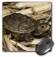 3dRose 8 x 8 x 0.25 Inches Mouse Pad, Diamondback Terrapin, Snake Hatchling (mp_94186_1)