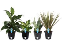 Costa Farms Clean Air-O2 For You Live House Plant Collection 4-Pack, Assorted Foliage, 4-Inch, Green