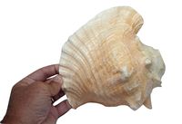 Giant Conch Horn Shell 8"-9" Pink Queen Conch Shell Horn by The Nature Company