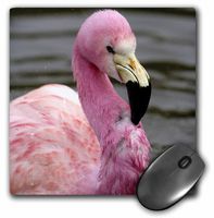 3dRose LLC 8 x 8 x 0.25 Andean Flamingo Tropical Bird England Pete Oxford Mouse Pad (mp_82779_1)