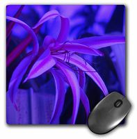 3dRose LLC 8 x 8 x 0.25 Inches Lily Lavender Mouse Pad (mp_7855_1)