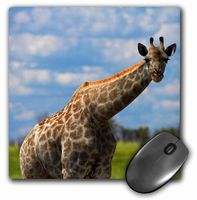 3dRose Giraffe Giraffa Camelopardalis, Nxai Pan NP, Botswana, Africa Mouse Pad, 8" x 8" (mp_187903_1)