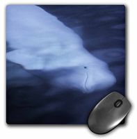 3dRose LLC 8 x 8 x 0.25 Inches Wild Beluga Whale or Sea Canary Under The Water Surface Looking Up Mouse Pad (mp_9908_1)