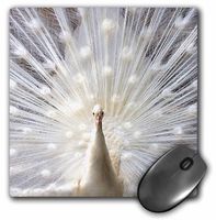 3dRose LLC 8 x 8 x 0.25 Inches White Peacock Mouse Pad (mp_4060_1)