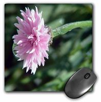3dRose LLC 8 x 8 x 0.25 Inches Mouse Pad, A Beautiful Close Up of A Pink Flower with A Sage Green Back Ground (mp_48289_1)