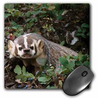 3D Rose"USA Montana Kalispell. Growling Badger" Matte Finish Mouse Pad - 8 x 8" - mp_231062_1