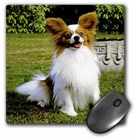 3dRose LLC 8 x 8 x 0.25 Inches Mouse Pad, Papillon (mp_496_1)