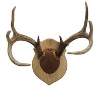 Walnut Hollow Country Antler Mount & Display Kit, Oak