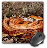 Multi Color Phase Corn Snakes - NA02 DNO0755 - David Northcott - Mouse Pad, 8 by 8 inches (mp_84055_1)