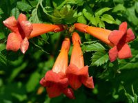 Red Trumpet Vine - Campsis radicans - 2.5" Pot
