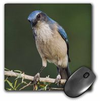 3D Rose"Western Scrubjay Bird Hill Country TexasNa02 Rnu0309Rolf Nussbaumer" Matte Finish Mouse Pad - 8 x 8" - mp_84375_1