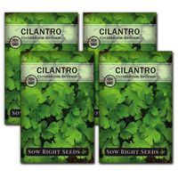 Sow Right Seeds - Cilantro Seed - Non-GMO Heirloom Seeds with Full Instructions for Planting an Easy to Grow herb Garden, Indoor or Outdoor; Great Gift (4 Packets)