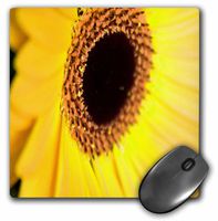 3dRose LLC 8 x 8 x 0.25 Inches Mouse Pad, Eye of The Yellow Gerbera Daisy (mp_36790_1)