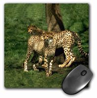 3dRose LLC 8 x 8 x 0.25 Inches Mouse Pad, Cheetah (mp_643_1)