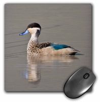 3dRose LLC 8 x 8 x 0.25 Inches Mouse Pad, Tanzania, Hottentot Teal Duck, Ngorongoro Crater-Af45 Rbe0454 - Ralph H. Bendjebar (mp_71597_1)