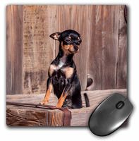 3dRose Mouse Pad Chihuahua Standing in a Wooden Tub, 8 x 8" (mp_258153_1)