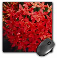 3dRose LLC 8 x 8 x 0.25 Inches Red Ixora Mouse Pad (mp_7502_1)
