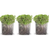 Pop Up Microgreens Kit (Broccoli) - Just Add Water and Seed. Perfect Size, a Quick, Smart, Nutritious Meal. Includes Fiber Soil in a Bag, Broccoli Seed. Super Health Benefits, Easy Grow/Delicious.