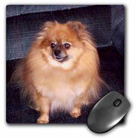 3dRose LLC 8 x 8 x 0.25 Inches Mouse Pad, Pomeranian Dog (mp_853_1)