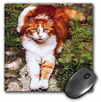 3dRose LLC 8 x 8 x 0.25 Inches Orange Cat Mouse Pad (mp_574_1)