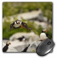 3dRose LLC 8 x 8 x 0.25 Inches Atlantic Puffins Machias Seal Island Cutler Maine Chuck Haney Mouse Pad (mp_90616_1)