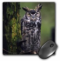 3dRose LLC 8 x 8 x 0.25 Inches Mouse Pad, Washington Northwest Trek Great Horned Owl Charles Sleicher (mp_95298_1)