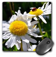 3dRose LLC 8 X 8 X 0.25 Inches Ladybug on a Daisy III Mouse Pad (mp_23520_1)