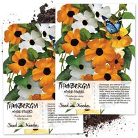 Seed Needs, Black Eyed Susan Vine Mix (Thunbergia alata) Twin Pack of 100 Seeds Each