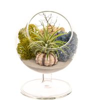 Bliss Gardens Air Plant Terrarium Kit - 4" Round Glass - Multi Moss Pedestal