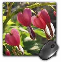 3dRose LLC 8 x 8 x 0.25 Inches Bleeding Heart Flowers Mouse Pad (mp_6435_1)