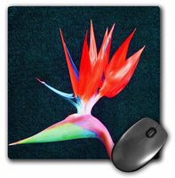 3dRose LLC 8 x 8 x 0.25 Inches Red Fire Bird of Paradise Mouse Pad (mp_9355_1)