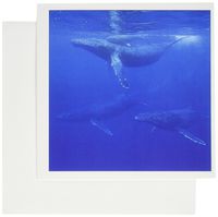 3dRose Hawaii, Big Island, Humpback Whale - US12 PSO0025 - Paul Souders - Greeting Cards, 6 x 6 inches, set of 6 (gc_89839_1)