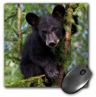 3drose USA, Minnesota, Sandstone Black Bear Cub in A Tree - Mouse Pad