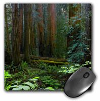 3dRose USA California Redwoods in Muir Woods Nm Mouse Pad (mp_189448_1)