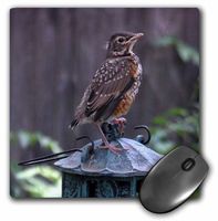3dRose LLC 8 x 8 x 0.25 Inches Mouse Pad, Baby Robin on a Feeders (mp_32936_1)