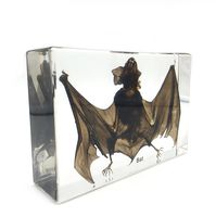 Taxidermy Real Bat Specimens Science Classroom Specimen for Science Education（5.3x3.5x1.4 Inch）