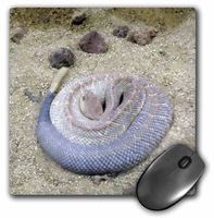 3dRose LLC 8 x 8 x 0.25 Inches Mouse Pad, Rattlesnake (mp_34527_1)