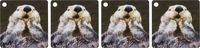 3dRose Sea Otter (closeup) with its paws out of the water to keep them warmer.(Enhydra lutris) - Key Chains, 2.25 x 2.25 inches, set of 4 (kc_45621_2)