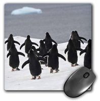 3dRose LLC 8 x 8 x 0.25 Inches Gentoo Penguin Mouse Pad (mp_10513_1)
