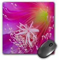 3dRose LLC 8 x 8 x 0.25 Orchid Cactus Flower Epiphyllum Ackermannii Jaynes Gallery Mouse Pad (mp_83343_1)
