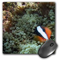 3dRose LLC 8 x 8 x 0.25 Inches Mouse Pad, Black Anemonefish, Anemone, Great Barrier Reef, Australia-Au01 Dwa3010 - David Wall (mp_72020_1)