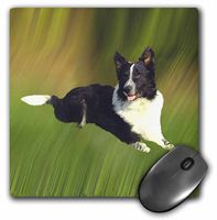 3dRose LLC 8 x 8 x 0.25 Inches Border Collie Mouse Pad (mp_4423_1)