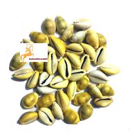 IndianStore4All Original Energized Moksha Laxmi Kaudi Conch - 21 Piece